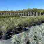 Guida Completa per la Cura del Dasylirion. Un Design Naturale per Giardini Resistenti e Sostenibili