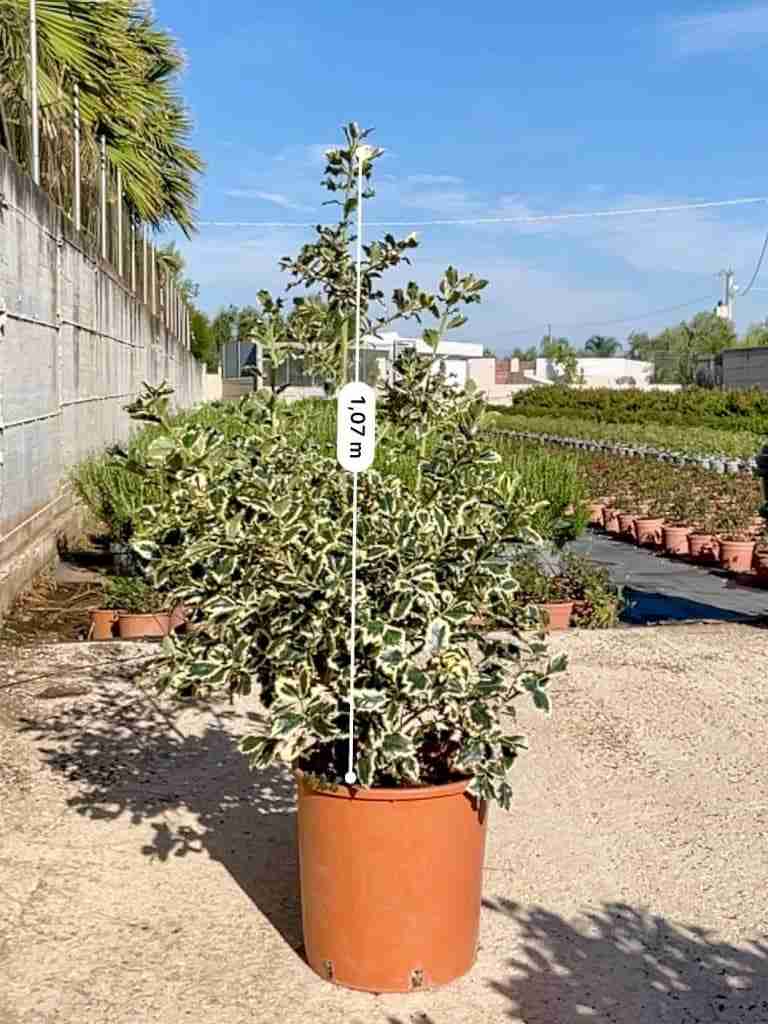 Ilex aquifolium & Ilex aquifolium ‘Argenteum Variegatum’_2