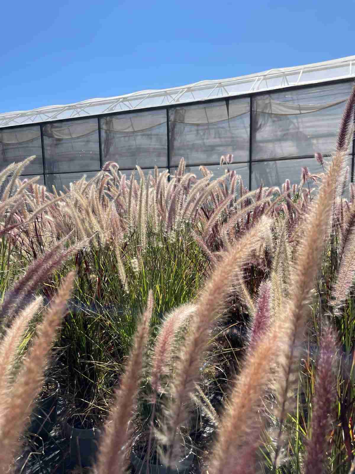 Pennisetum rubrum1