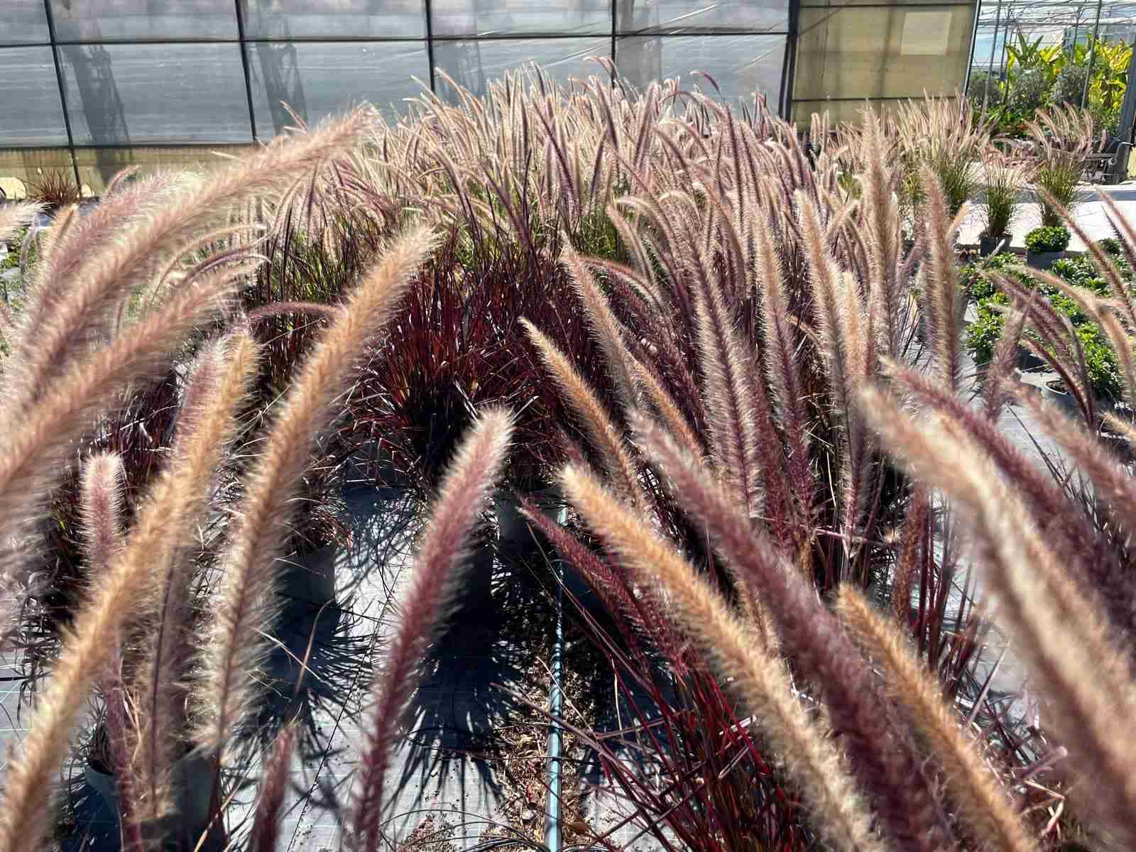 Pennisetum rubrum12