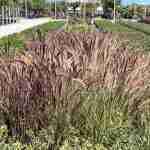 Pennisetum Rubrum, la Graminacea Ornamentale Che Danza al Vento