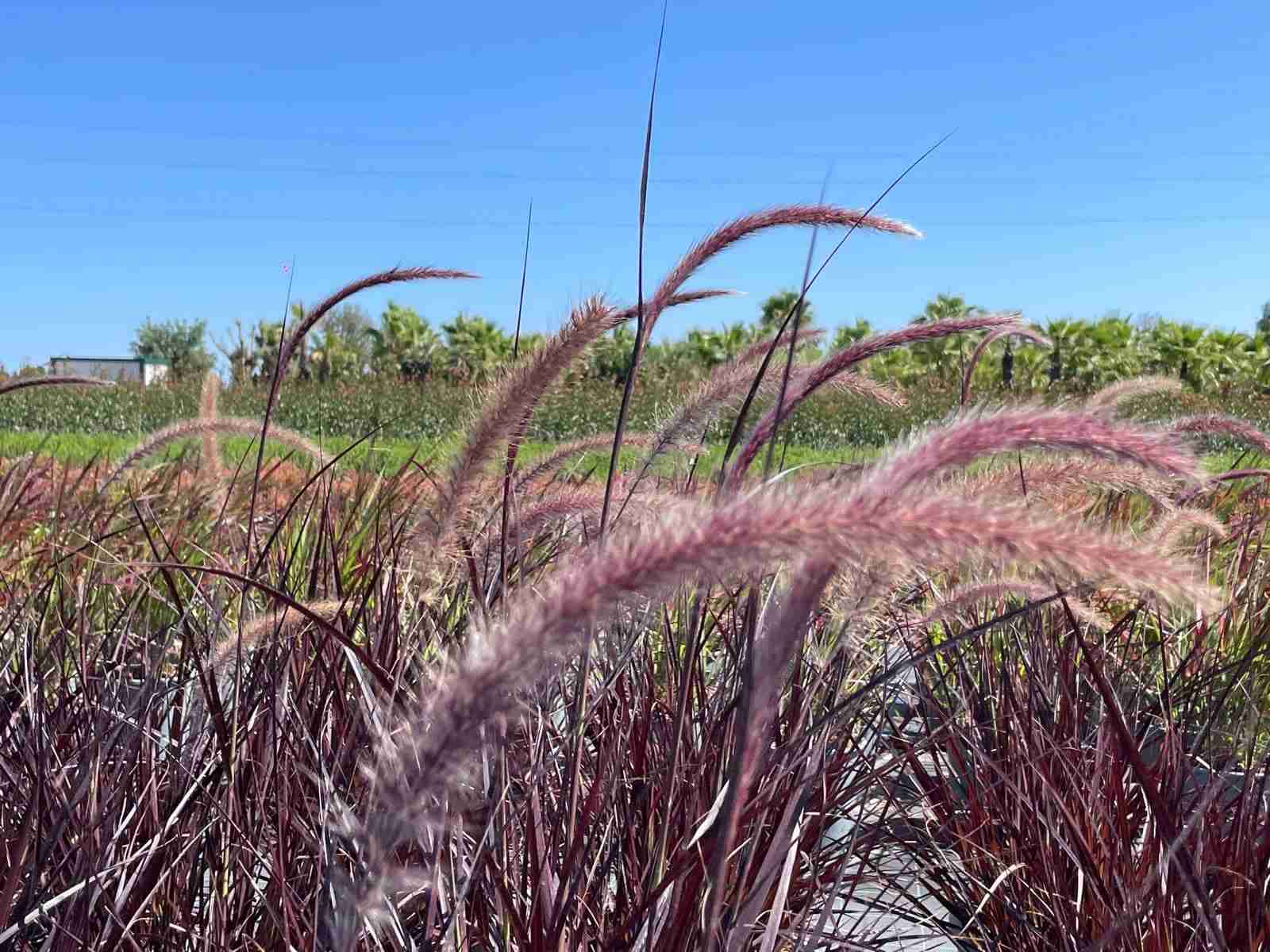 Pennisetum rubrum6