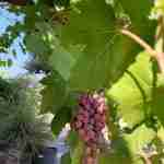 Vitis Vinifera: Un Tocco di Eleganza nel Vostro Giardino