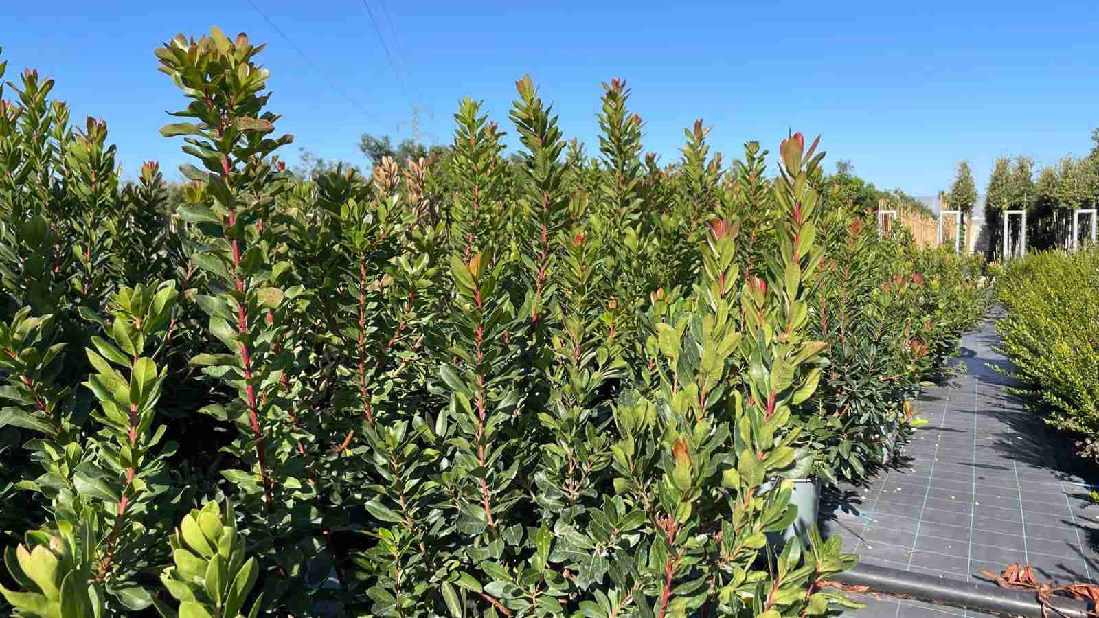Arbutus_Unedo3