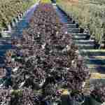 Loropetalum chinensis "Fede": Colore e Eleganza per il Tuo Giardino