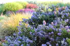 Ceanothus Thyrsifolia Repens