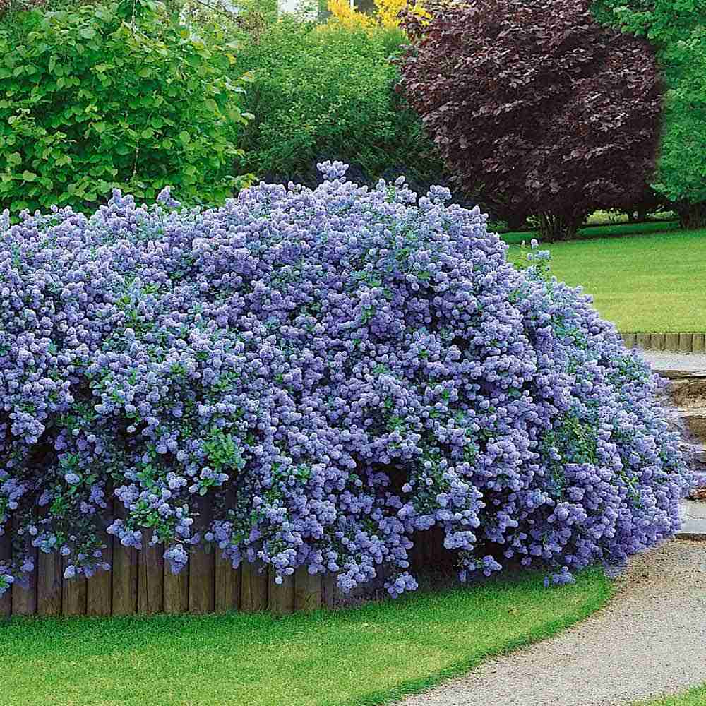 Ceanothus Thyrsifolia Repens