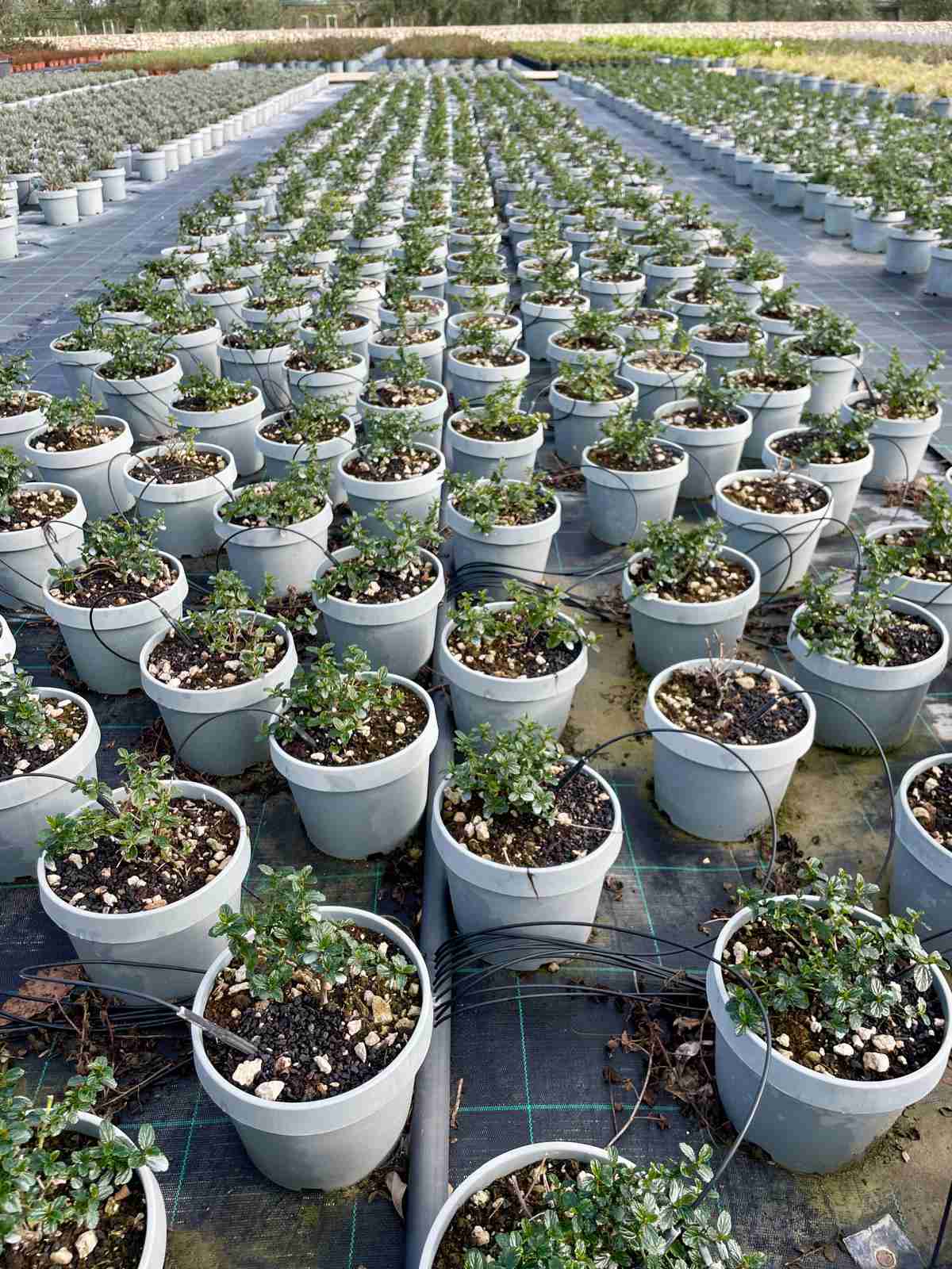 Ceanothus Thyrsifolia Repens