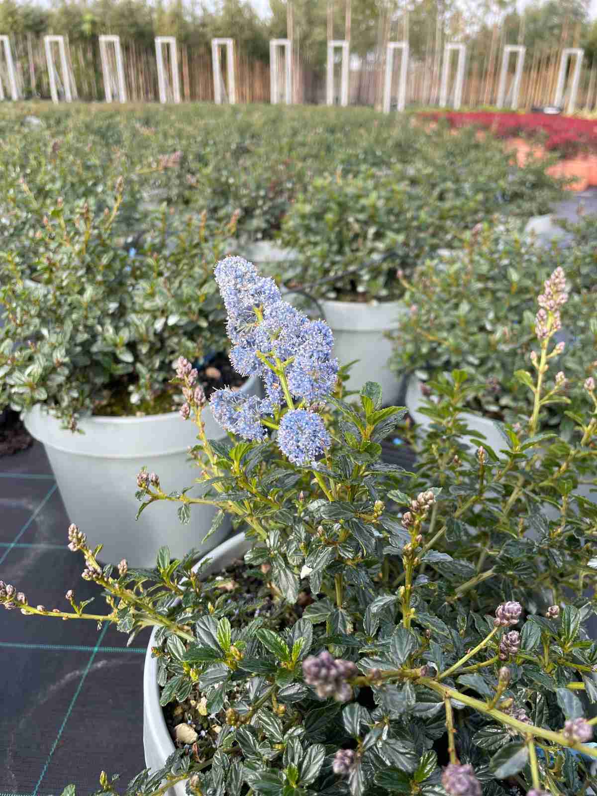 Ceanothus Thyrsifolia Repens