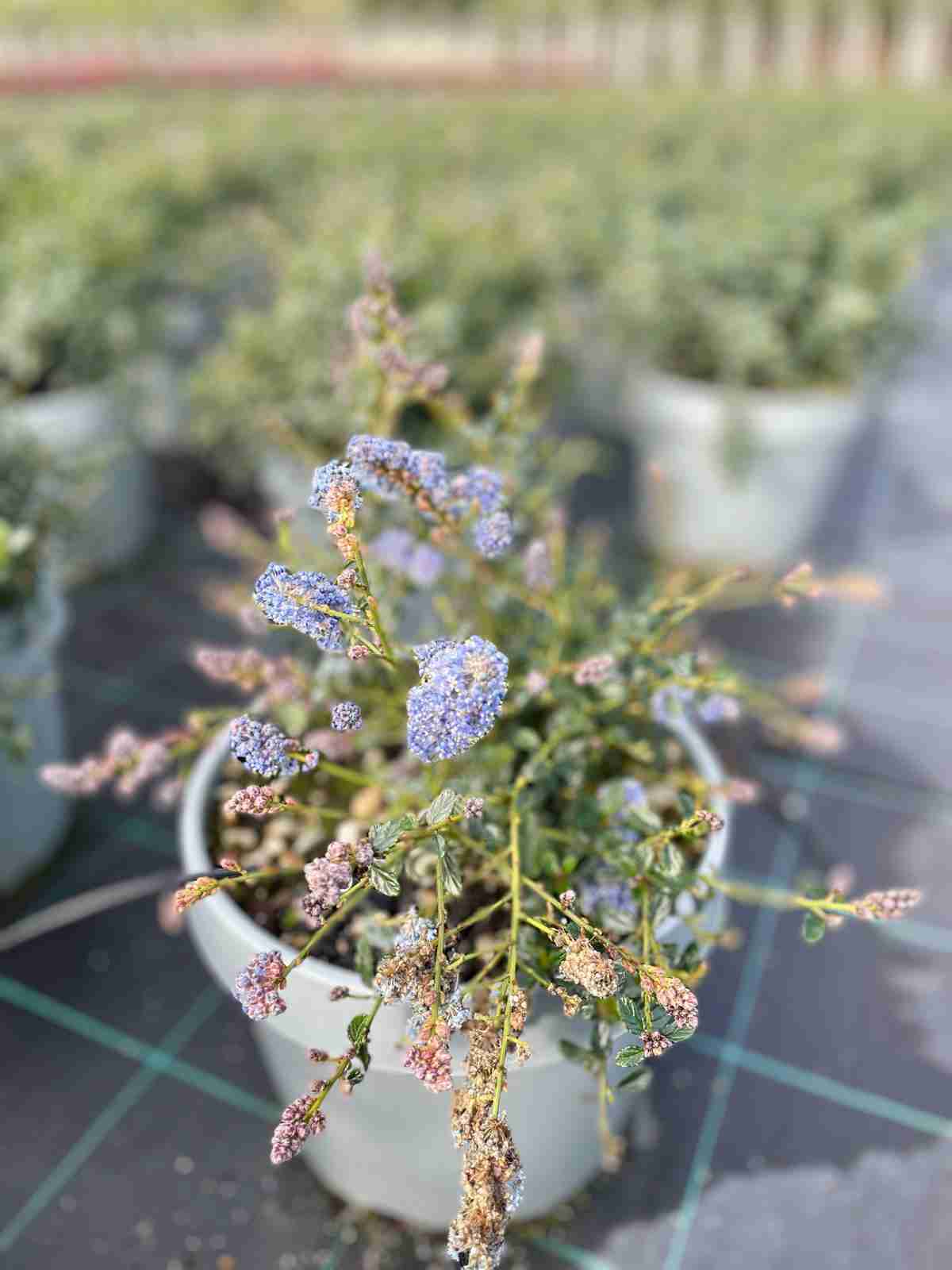 Ceanothus Thyrsifolia Repens