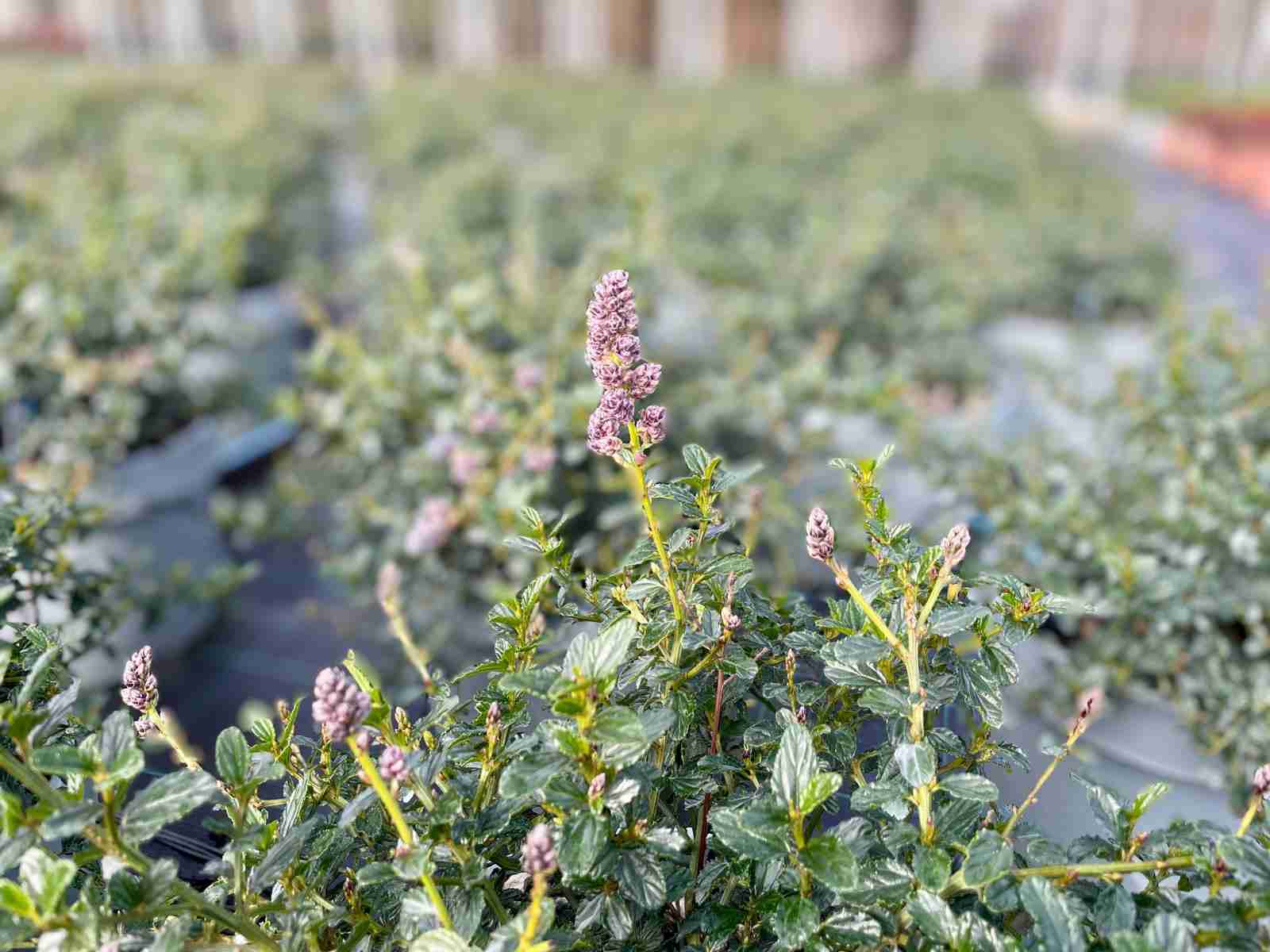 Ceanothus Thyrsifolia Repens