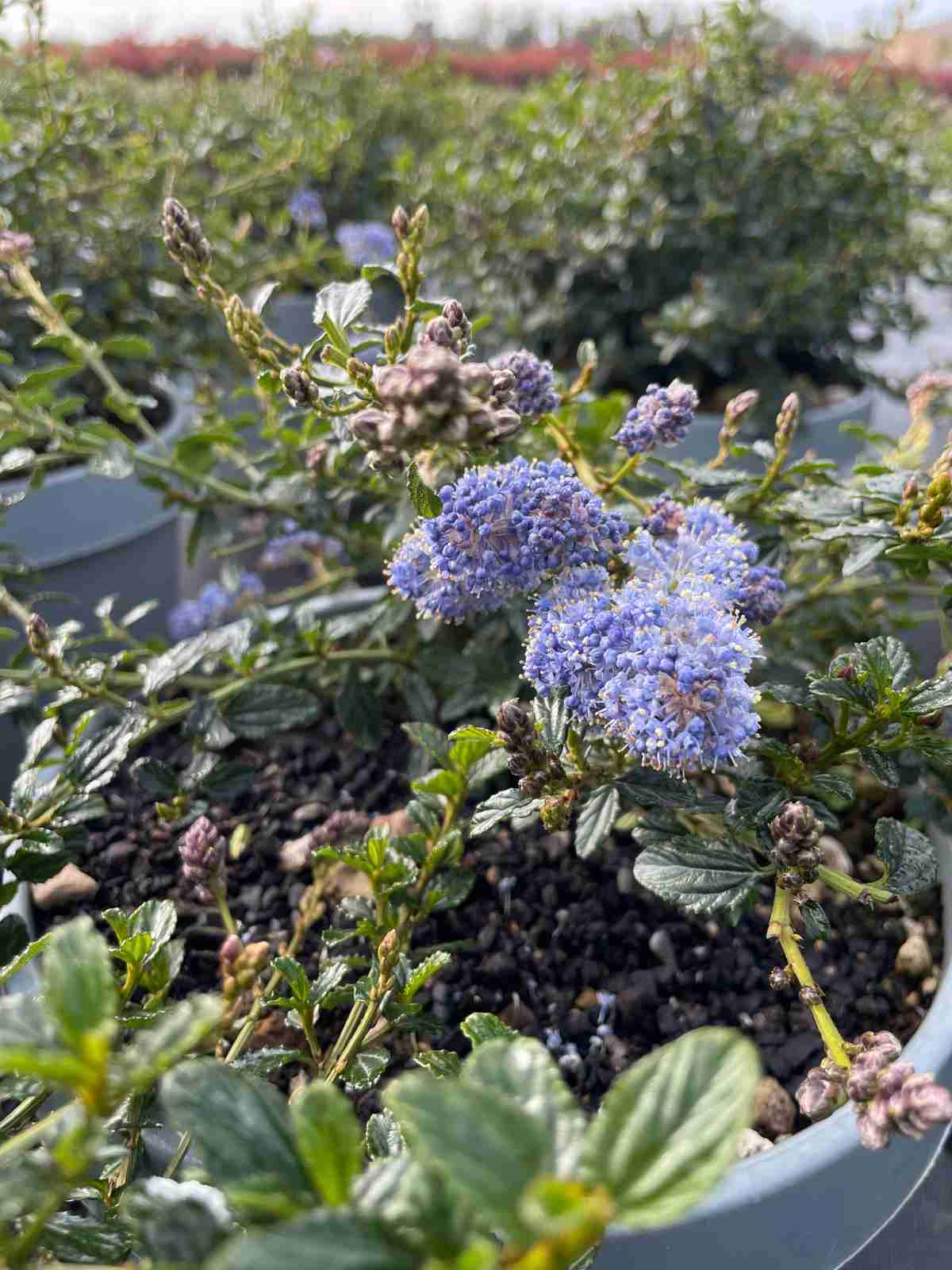 Ceanothus Thyrsifolia Repens