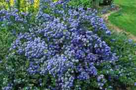 Ceanothus Thyrsifolia Repens