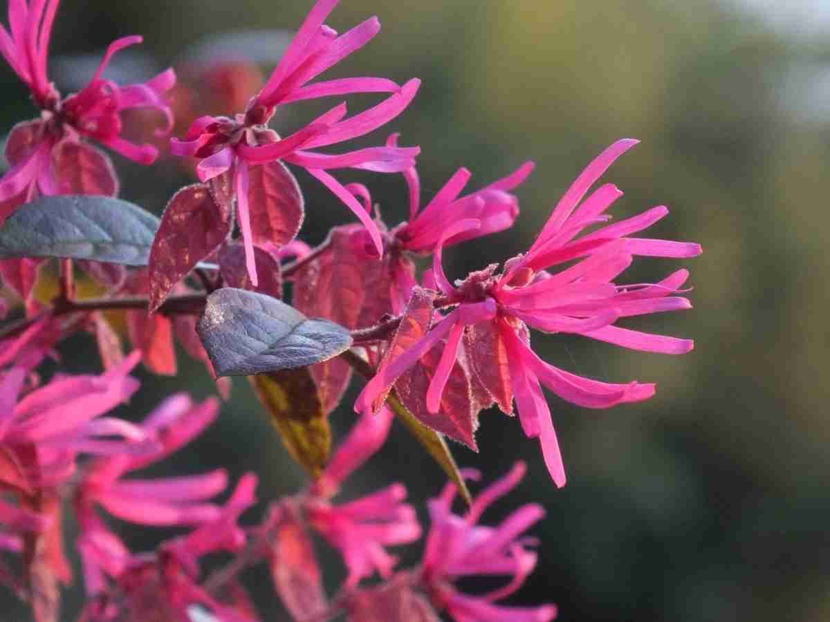 Loropetalum chinensis "Fede": Colore e Eleganza per il Tuo Giardino