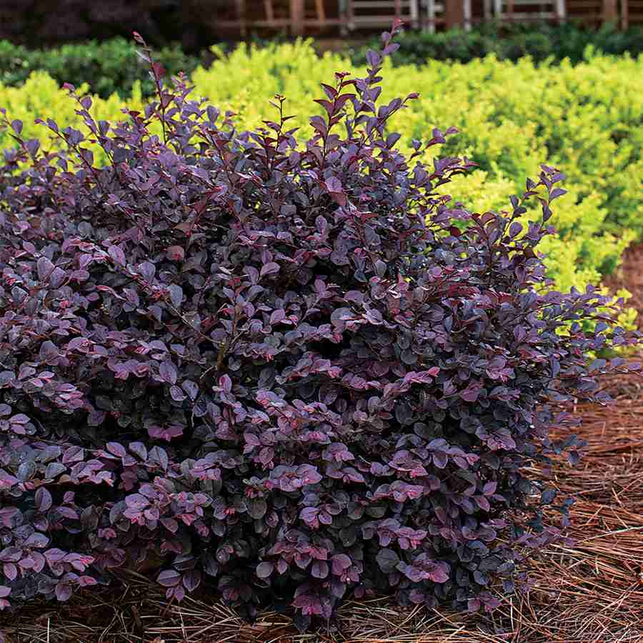 Loropetalum chinensis "Fede": Colore e Eleganza per il Tuo Giardino