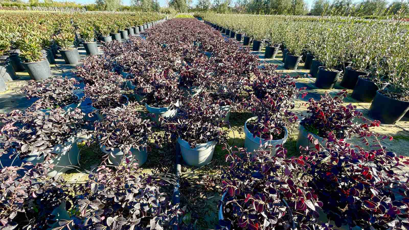 Loropetalum chinensis "Fede": Colore e Eleganza per il Tuo Giardino