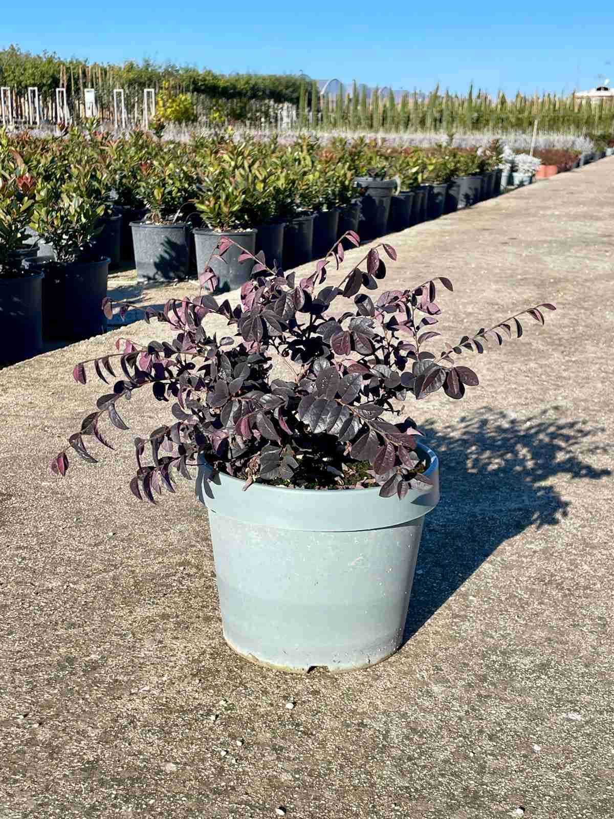 Loropetalum chinensis "Fede": Colore e Eleganza per il Tuo Giardino