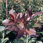 Tutto quello che devi sapere sulla Photinia. Update 2026