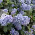 Il Ceanothus Thyrsifolia Repens: La Nuvola Blu del Giardino