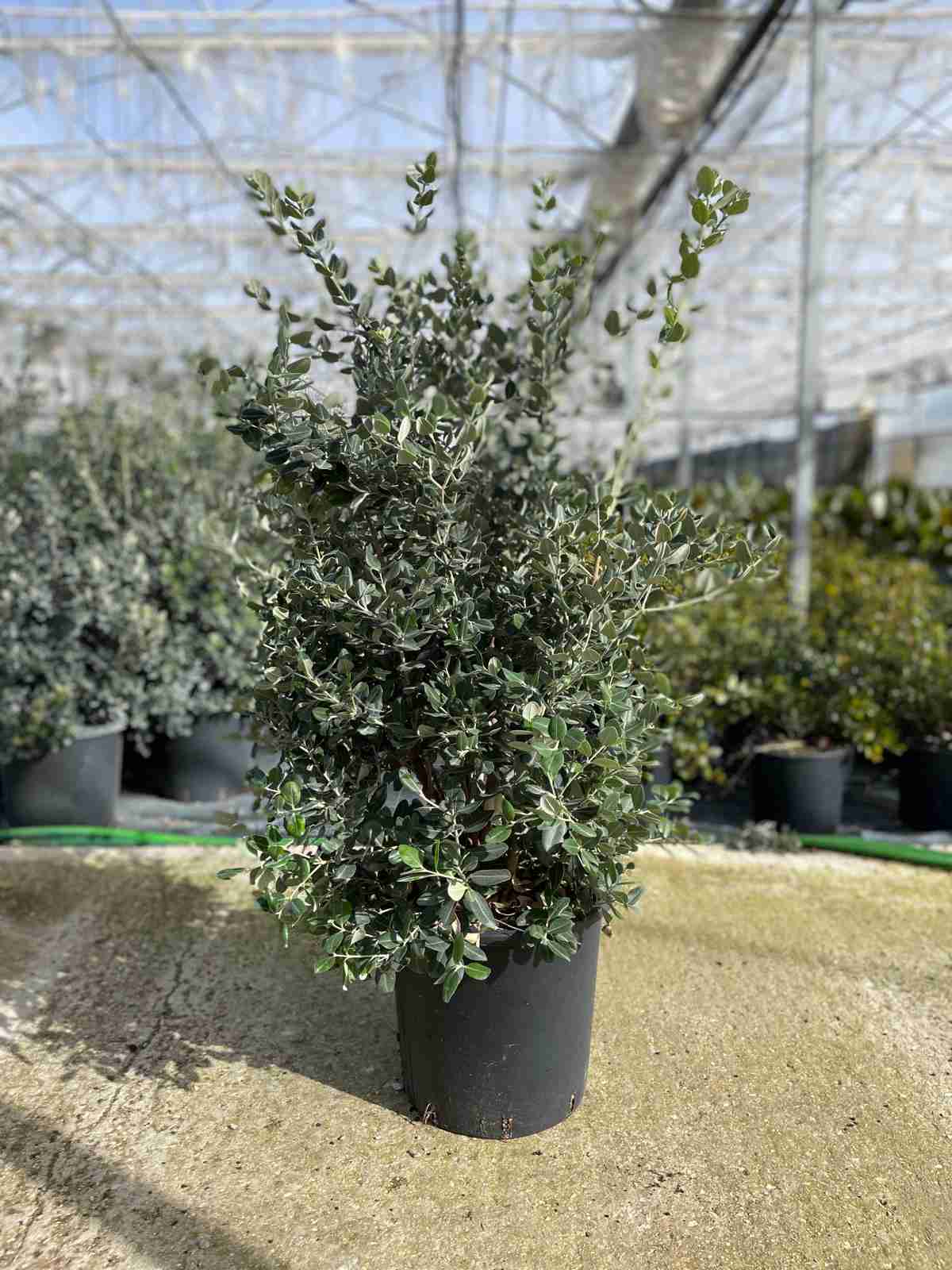 Metrosideros Excelsa
