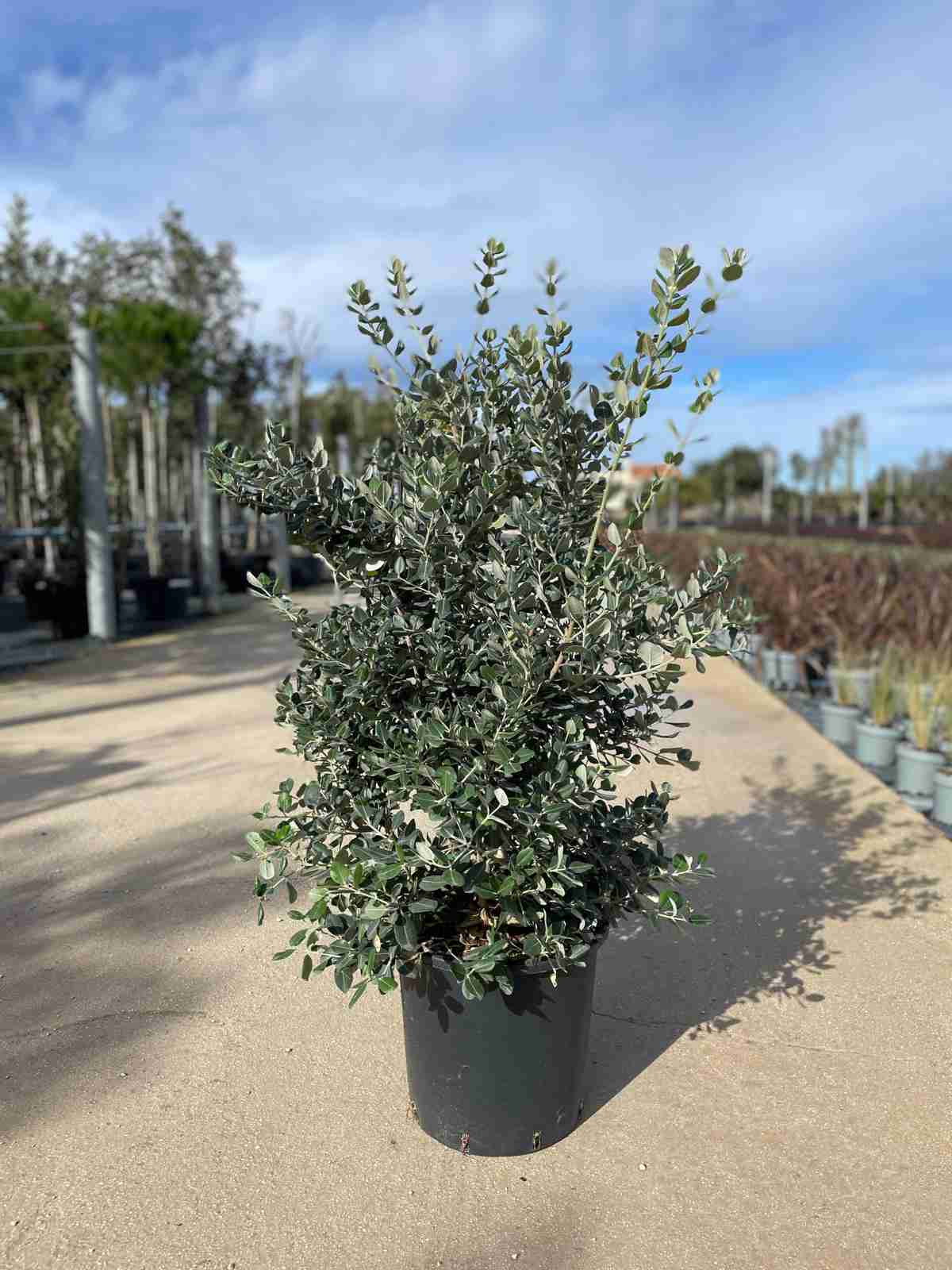 Metrosideros Excelsa