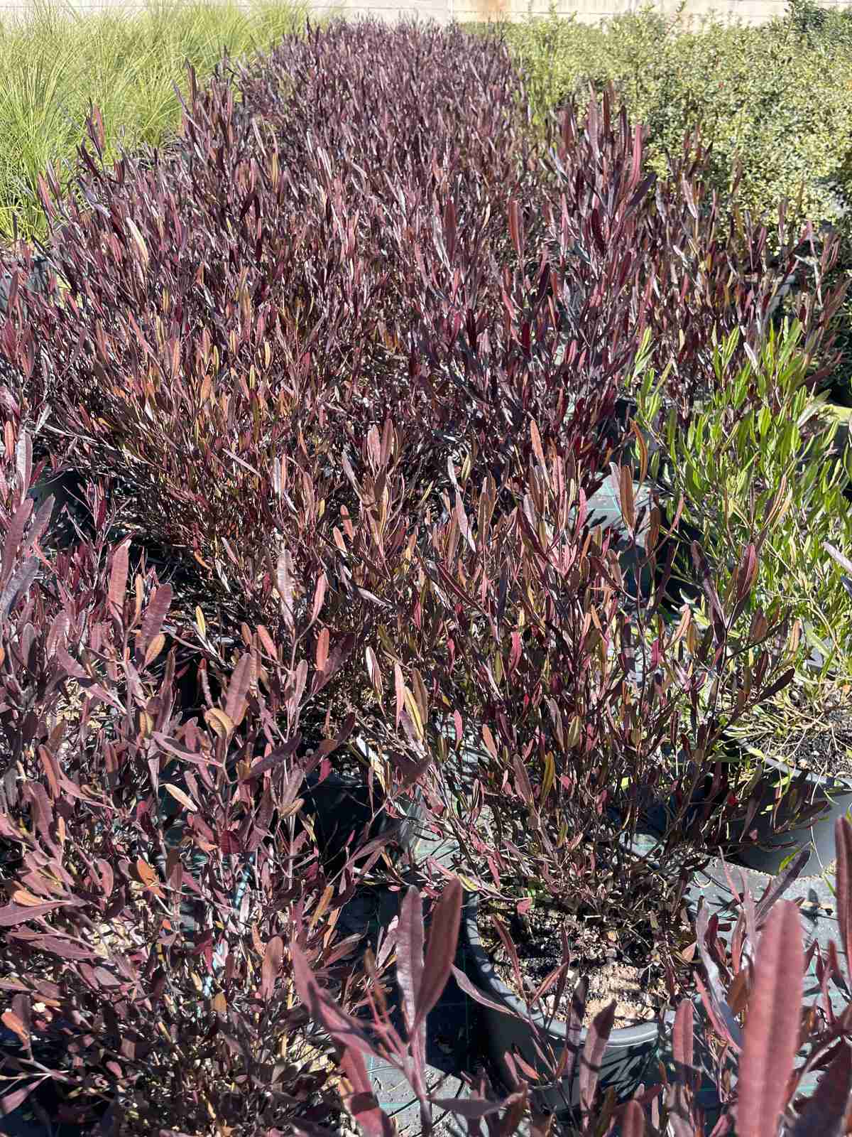 Galleria dodonea pianta giardino mediterraneo