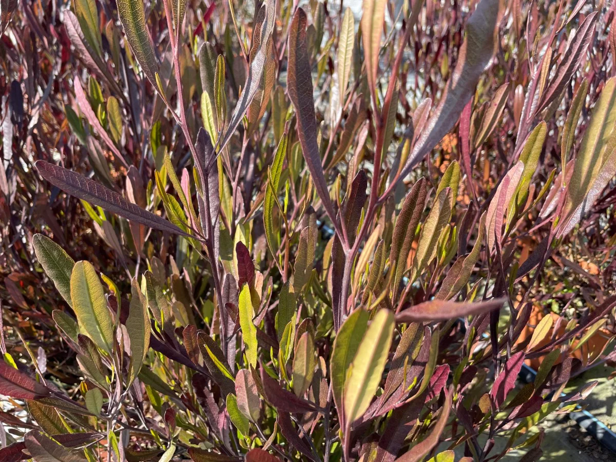 Esempio di dodonea pianta giardino mediterraneo