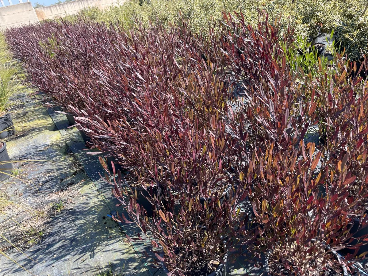 dodonea pianta giardino mediterraneo - immagine 9 di 9