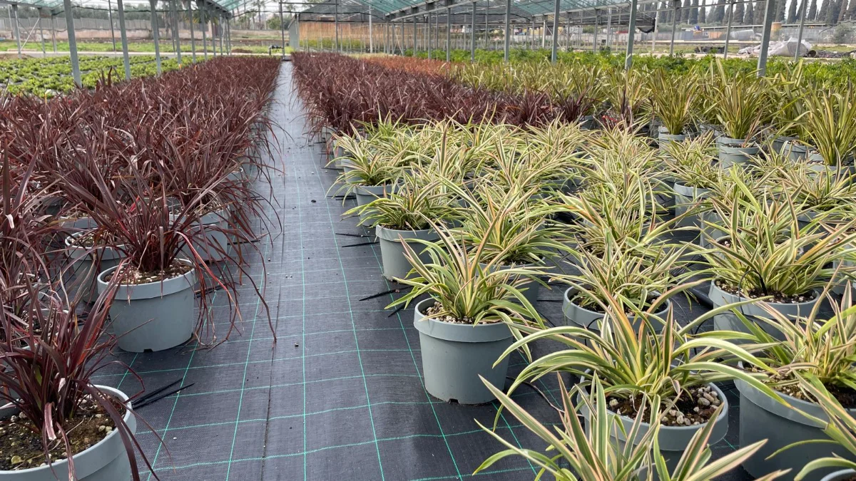 phormium pianta - immagine 1 di 14