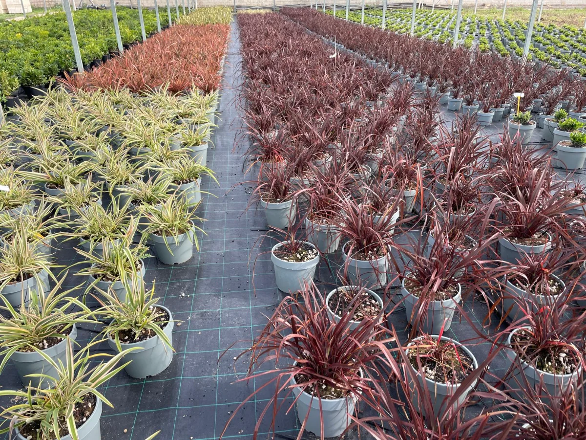 phormium pianta in dettaglio