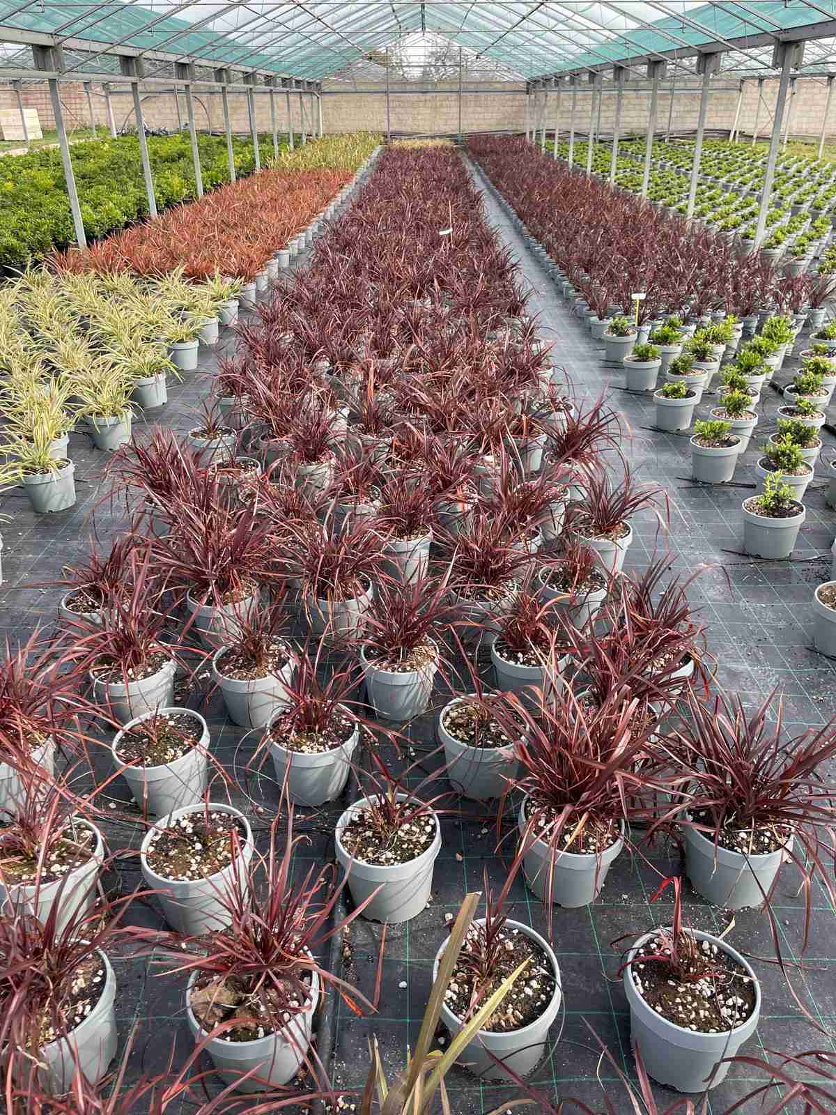 Galleria phormium pianta