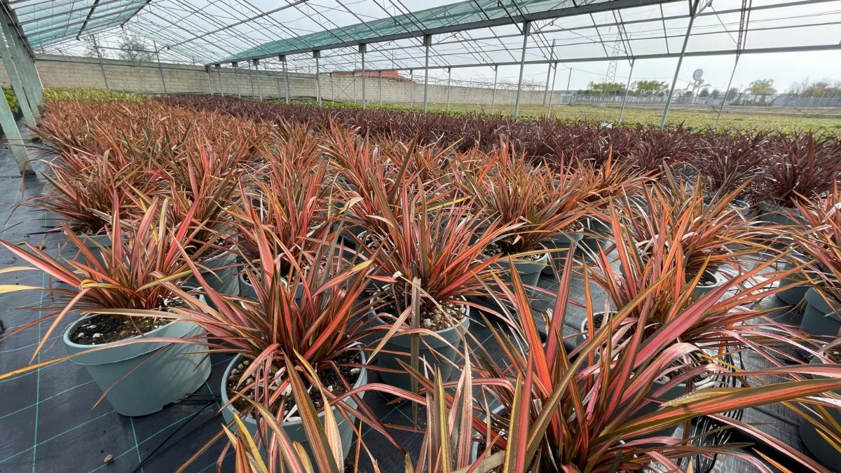 phormium pianta - vista ravvicinata