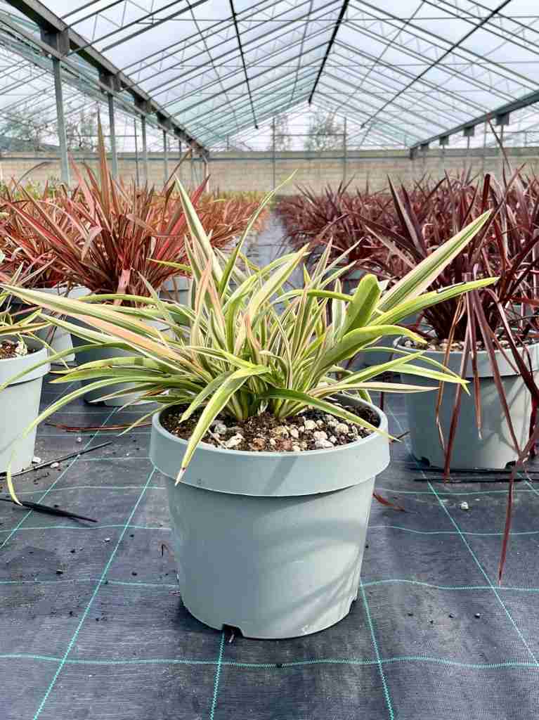 Esempio di phormium pianta
