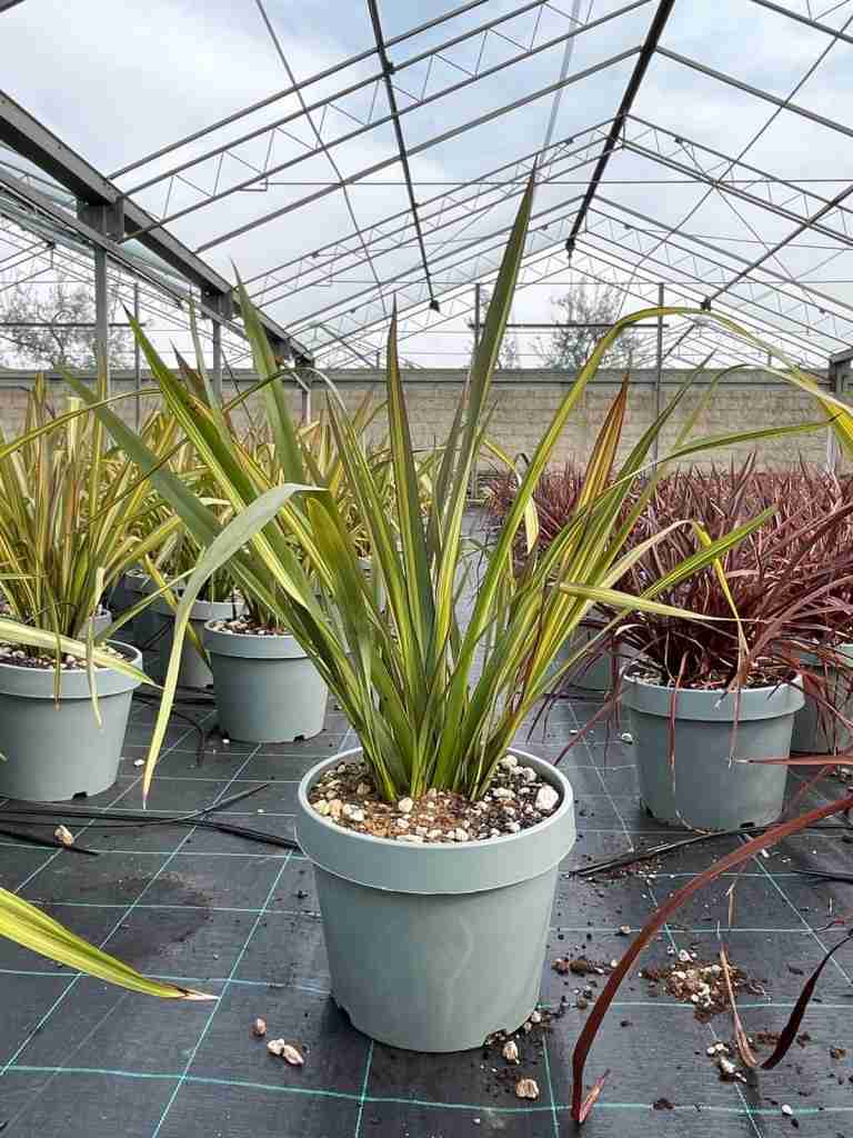 phormium pianta - panoramica