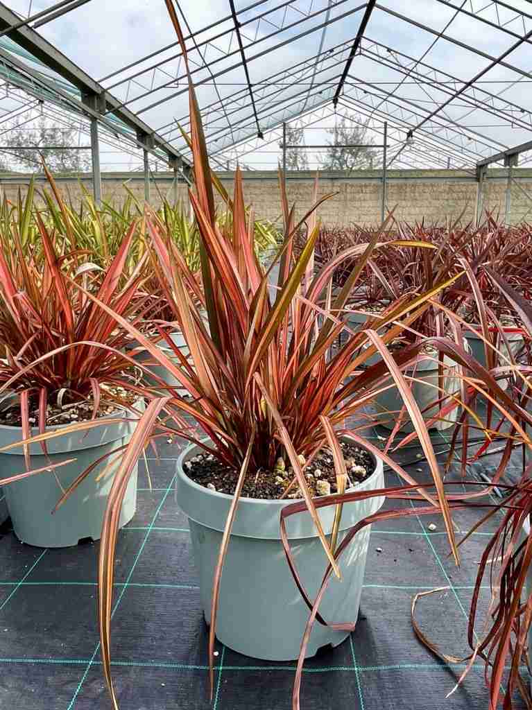 Dettaglio phormium pianta