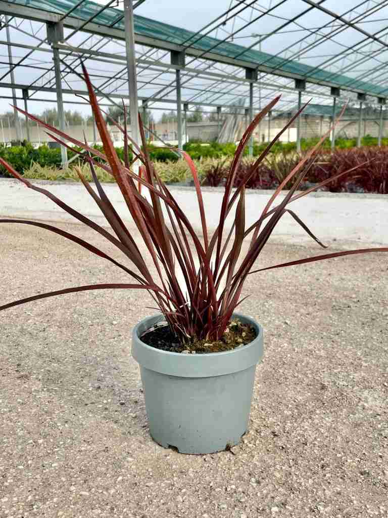 phormium pianta - foto esemplificativa