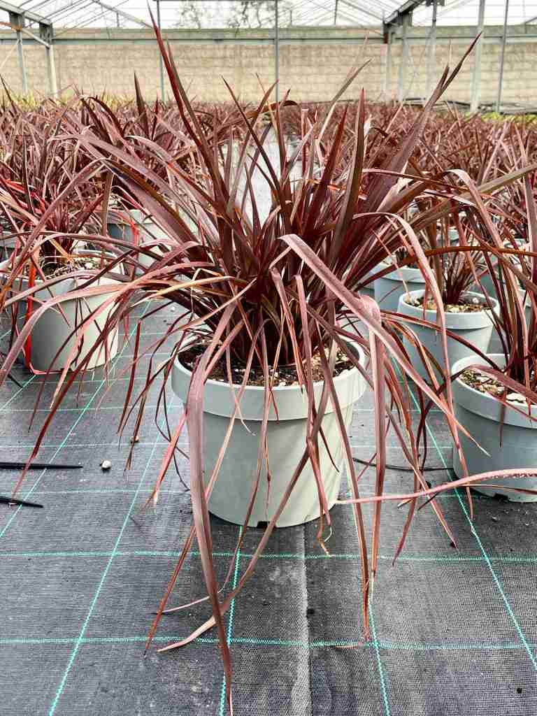 phormium pianta - immagine 9 di 14