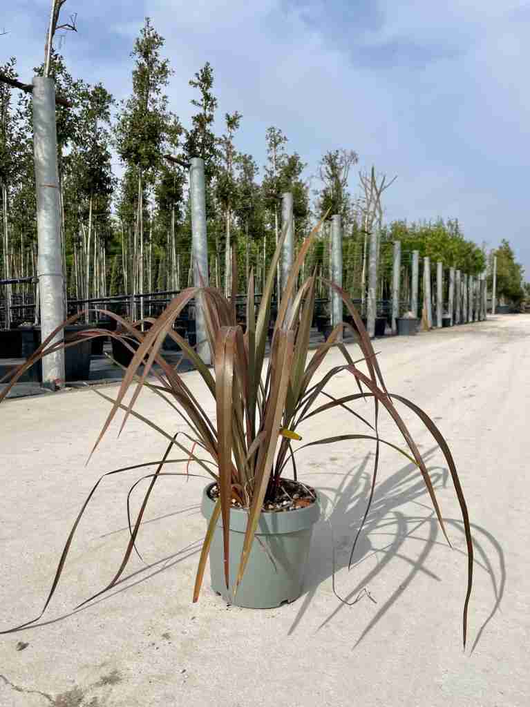 phormium pianta in dettaglio