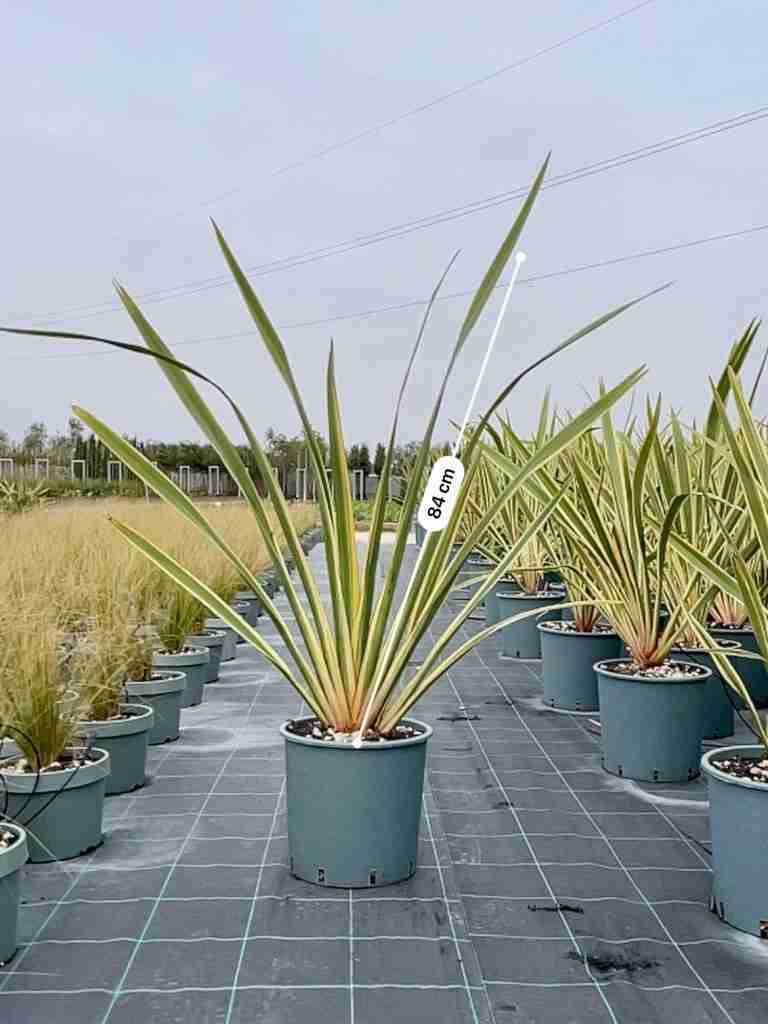 Galleria phormium pianta