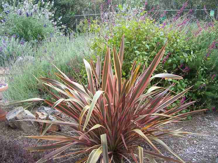 phormium pianta - vista ravvicinata
