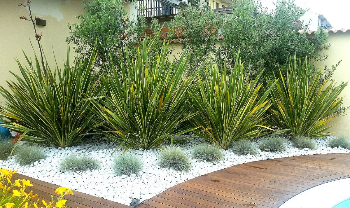 phormium pianta - panoramica