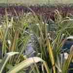 Phormium: Guida Completa alla Coltivazione del Lino della Nuova Zelanda
