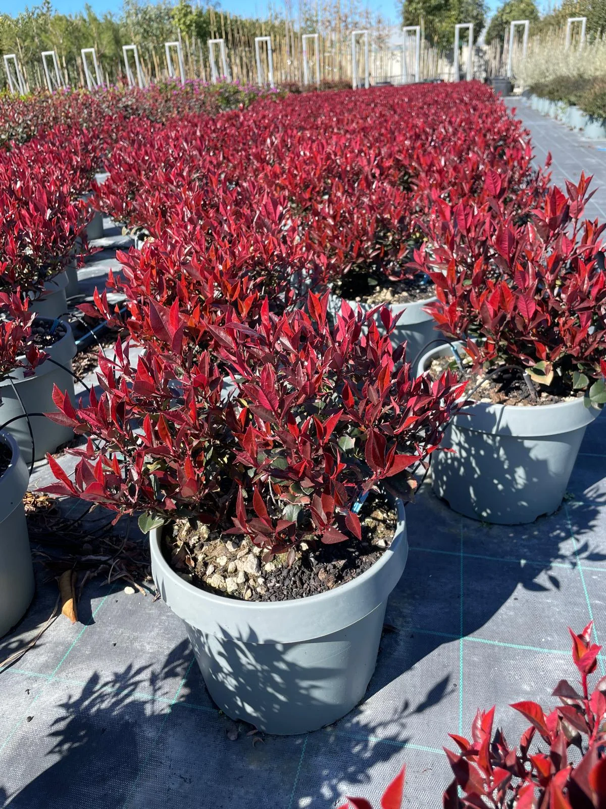 Photinia Little Red Robin - immagine 1 di 6