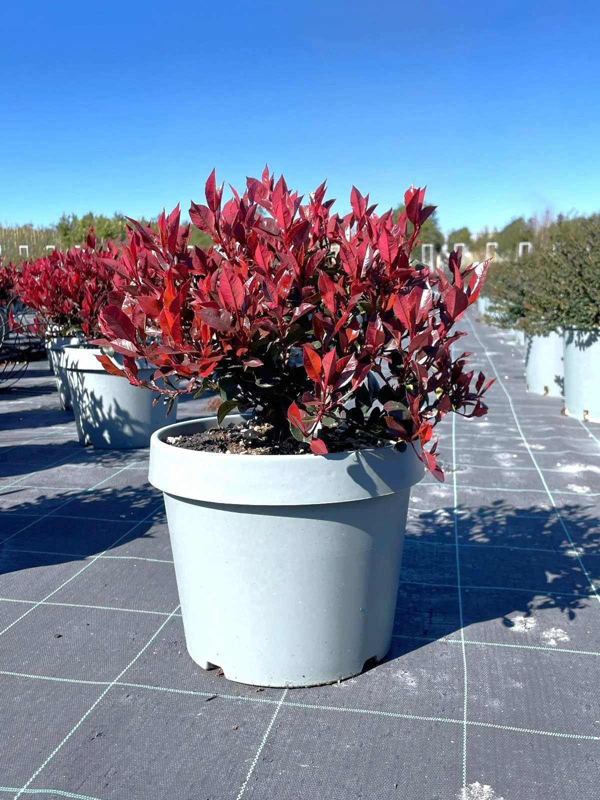 Photinia Little Red Robin in dettaglio