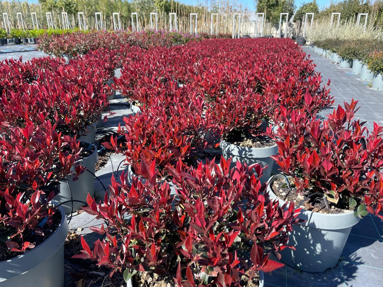 Galleria Photinia Little Red Robin