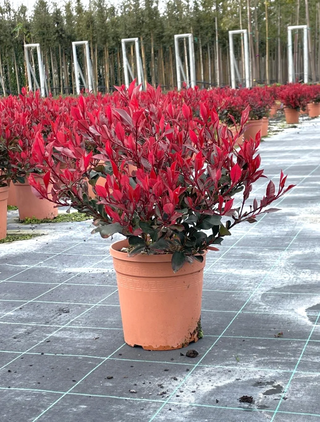 Esempio di Photinia Little Red Robin