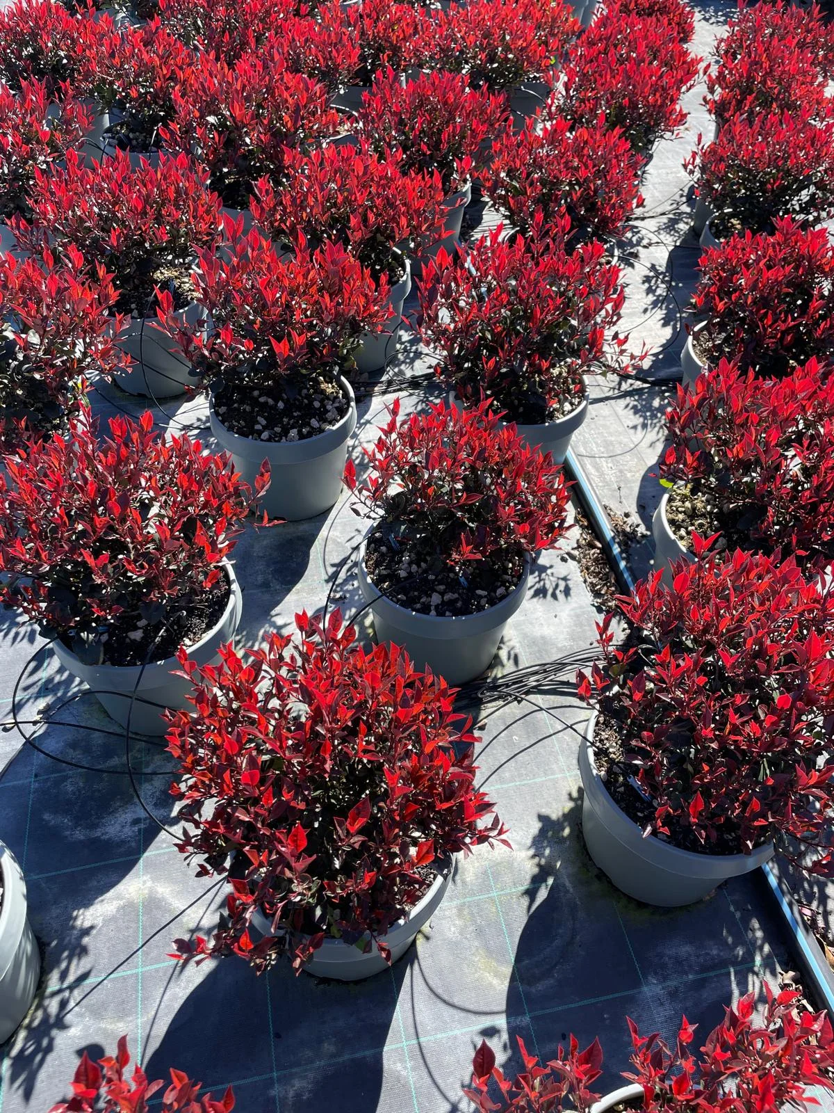 Photinia Little Red Robin - panoramica