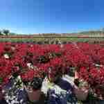 Photinia Little Red Robin: Guida Completa alla Coltivazione e Cura