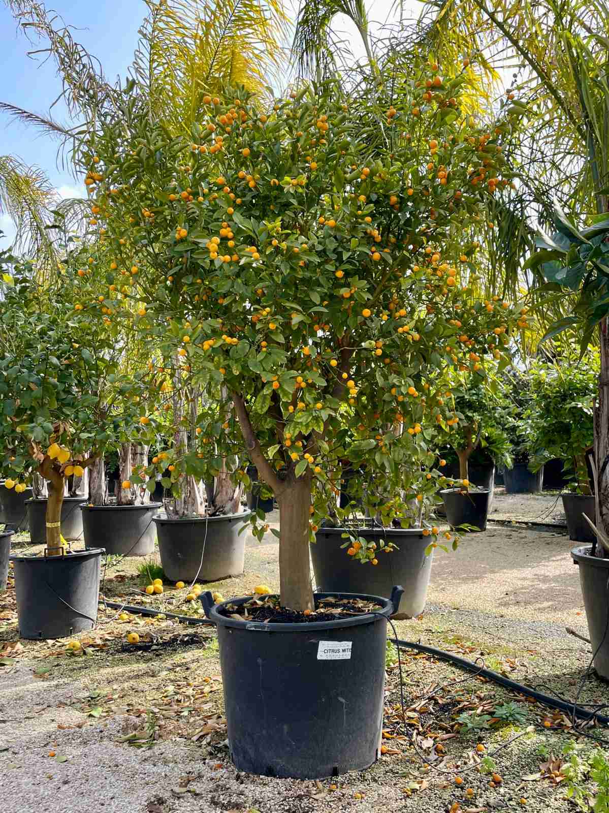 citrus coltivazione giardino - immagine 1 di 11