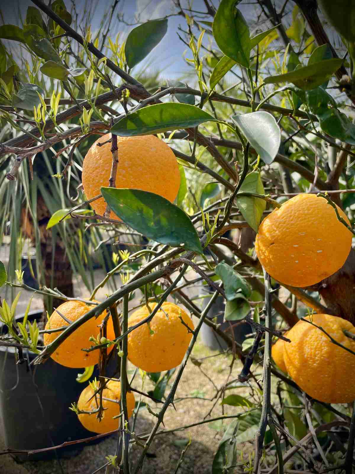citrus coltivazione giardino in dettaglio